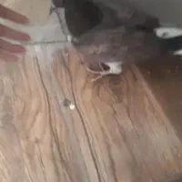 گمشده کفتر|حیوانات|قم, سید معصوم|دیوار