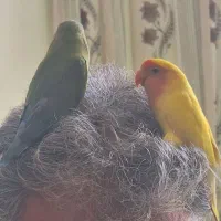 کوتوله دستی