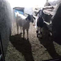 بز پاکستانی|حیوانات مزرعه|مشهد, آبکوه|دیوار