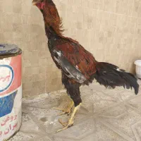 خروس لاری اصیل