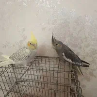 عروس هلندی دو ماهه|پرنده|کرج, پیشاهنگی|دیوار