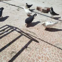 کبوتر|پرنده|اصفهان, براآن شمالی|دیوار
