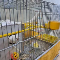 عروس هلندی|پرنده|اصفهان, کارلادان|دیوار