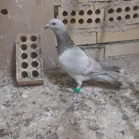 ۲تا کفتر بومب