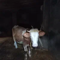 گوساله نر نژاد سیمنتال