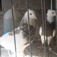 طوق سور کرمانشاهی درشت|پرنده|جیرفت, |دیوار