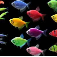 ماهی اکواریوم تجهیزات|ماهی|سردشت, |دیوار