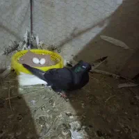 دم سفید ۱۶ دم|پرنده|مینودشت, |دیوار