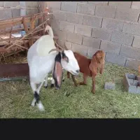 گوسفند