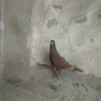 کبوتر خوب|پرنده|دهدشت, |دیوار