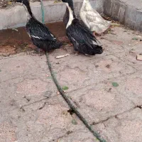 مرغ وخروس واردک