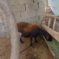 میش جوان آبستن