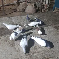 کفتر|پرنده|سبزوار, سیادتی|دیوار