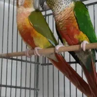 جفت مولد گرینچیک یلوساید و آناناسی رد