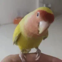 طوطی کوتوله برزیلی نر دستی