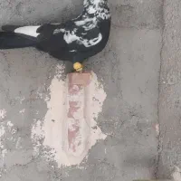 کبوتر پرشی|پرنده|نیشابور, مازول|دیوار