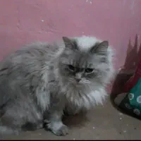 گربه ماده اماده جفت|گربه|مشهد, گاز|دیوار