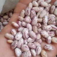 فروش لوبیا چیتی