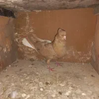 کبوتر دم سفید|پرنده|سبزوار, هویزه|دیوار