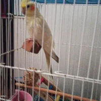 عروس هلندی گم شده|پرنده|گرمسار, |دیوار