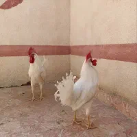 فروش دوعدد خروس|حیوانات مزرعه|مشهد, انقلاب|دیوار