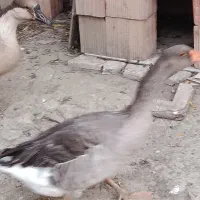 او غو قاز|پرنده|سیجوال, |دیوار