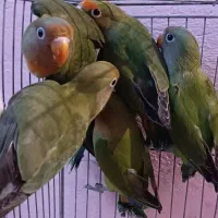 تخفیف فقط تا ۱۰ روز جوجه طوطی برزیلی کوتوله|پرنده|مشهد, رضاشهر|دیوار