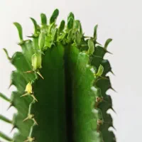 کاکتوس|گل و گیاه طبیعی|شهرکرد, |دیوار