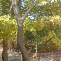 فروش باغ 1500 متری در گلدشت قلعه سفید