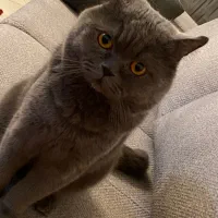 واگذاری گربه|گربه|نیشابور, دارایی|دیوار