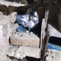 کفتر