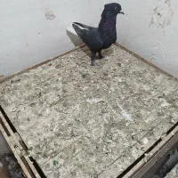 کفتر دمسفید|پرنده|مرودشت, مجد آباد|دیوار