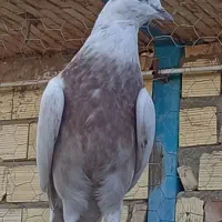 کفتر|پرنده|سیرجان, |دیوار