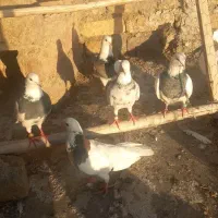 کبوتر|پرنده|کنگاور, |دیوار