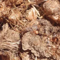 خرید و فروش پیاز زعفران