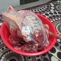 به علت گیجی