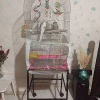 عروس  با قفس و تمام ملضومات