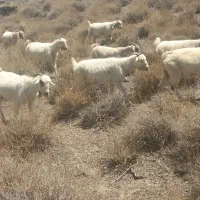 گوسفند بز آبستن سنگین