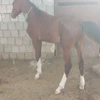 اسب