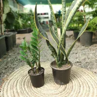 پک گل آپارتمانی