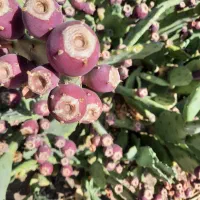 میوه کاکتوس