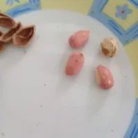 نهال فندق قرمز|گل و گیاه طبیعی|نشتارود, |دیوار