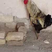 خروس محلی درجه یک