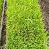 نشا اصلاح شده هاشمی