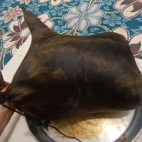 هیزه|ظروف نگهدارنده، پلاستیکی، یکبارمصرف|کوهدشت, |دیوار