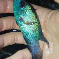 ماهی|ماهی|بجنورد, |دیوار