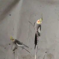 مرغ عروس هلندی|پرنده|کاشان, کارگر|دیوار