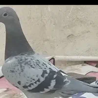 بله پلاکی