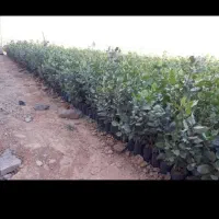 نهال پسته زرند ساوه