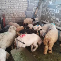 گوسفند زنده.کهره‌.بره.گوشت|حیوانات مزرعه|شیراز, گلشن|دیوار